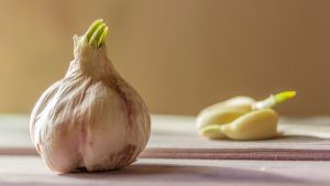 https://www.tastingtable.com/1378539/grow-your-own-garlic/