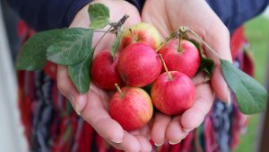 https://www.tastingtable.com/1602242/can-you-bake-crab-apples/